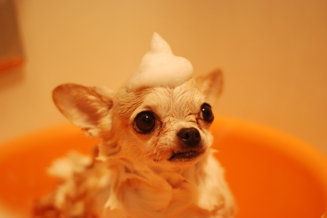 chihuahua bath.jpeg
